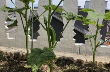 【宮城県　名取のモデルハウス】展示場の屋上で家庭菜園。コ...